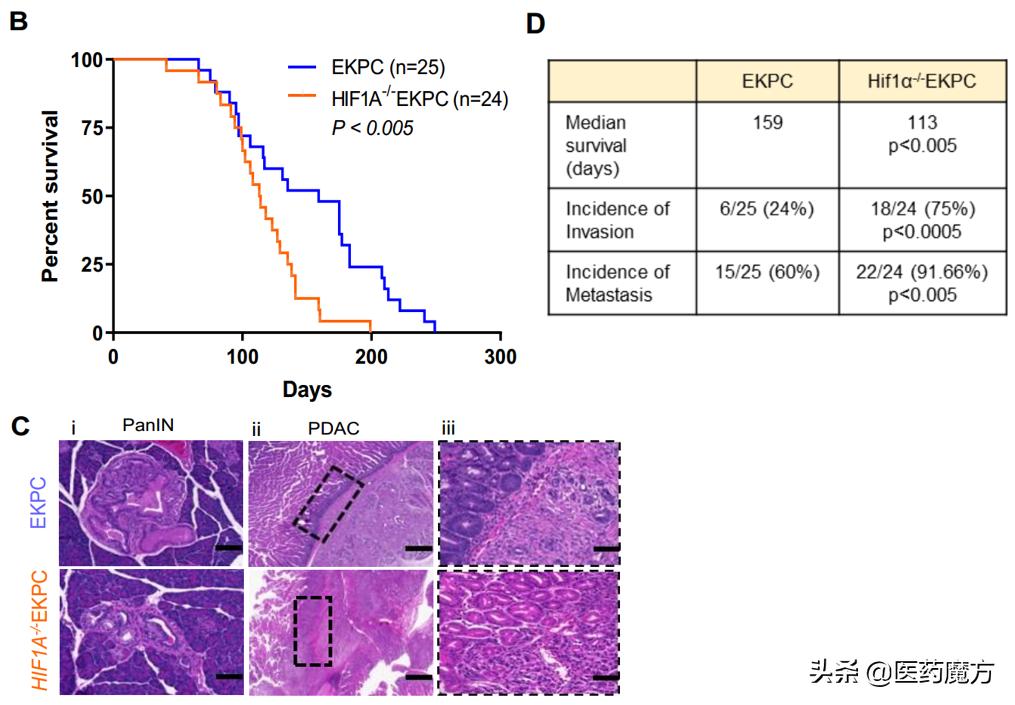胰腺癌新靶点,胰腺癌tp53基因突变靶向药