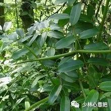 动物中药功效大全,中药药材大全及功效