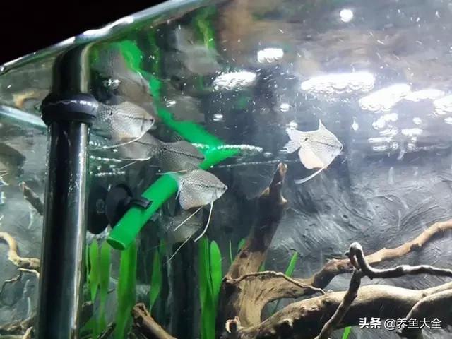 电视柜养鱼,电视柜旁边养鱼好不好