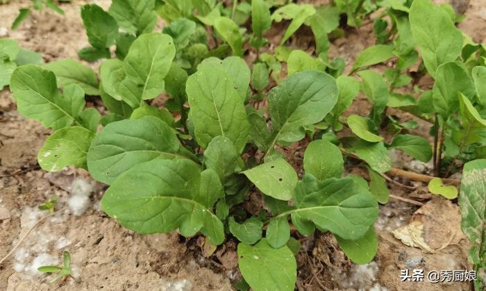 这菜被“误解”多年，闻着臭吃着香，焯水后拌上蒜泥酱，真鲜美呀
