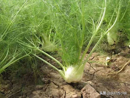 茴香种植技术和时间,大茴香的种植方法与时间