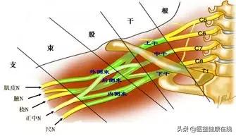 手臂不运动就麻是怎么回事,手臂突然没有力气该如何恢复