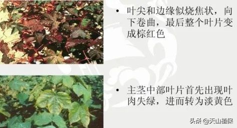 棉花受药害怎么补救,如何识别与预防棉花缺素症