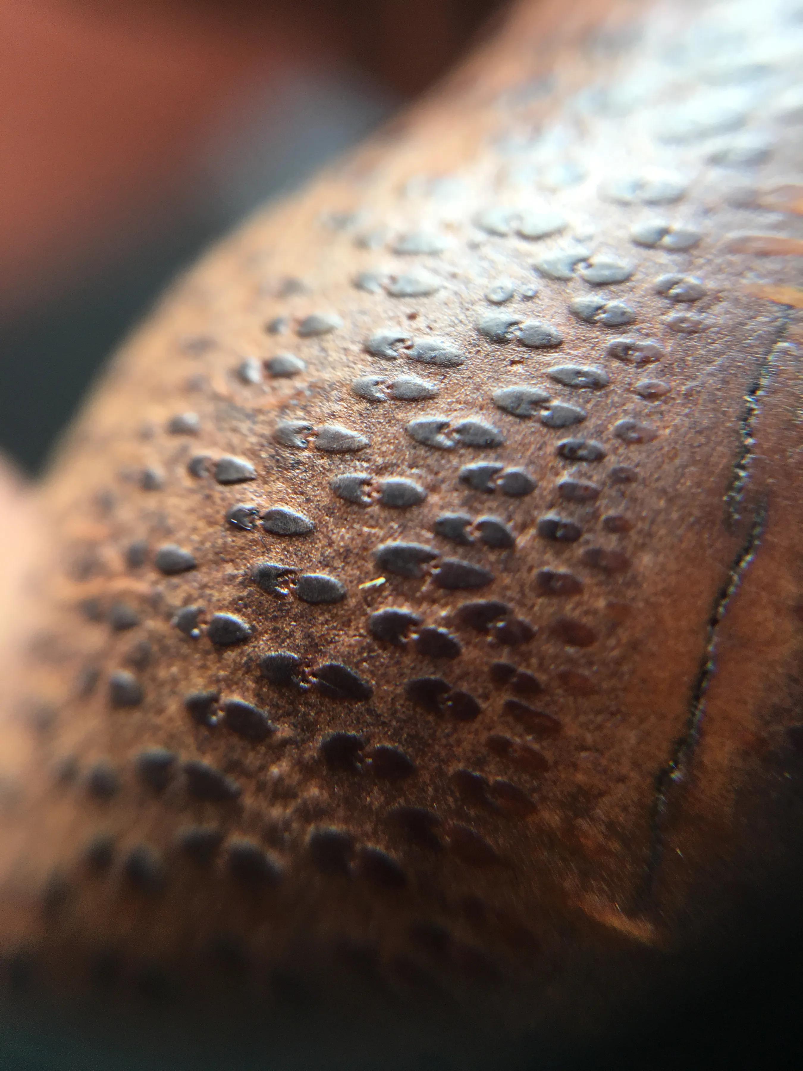 回头鸟根雕,竹根雕狮子值钱吗