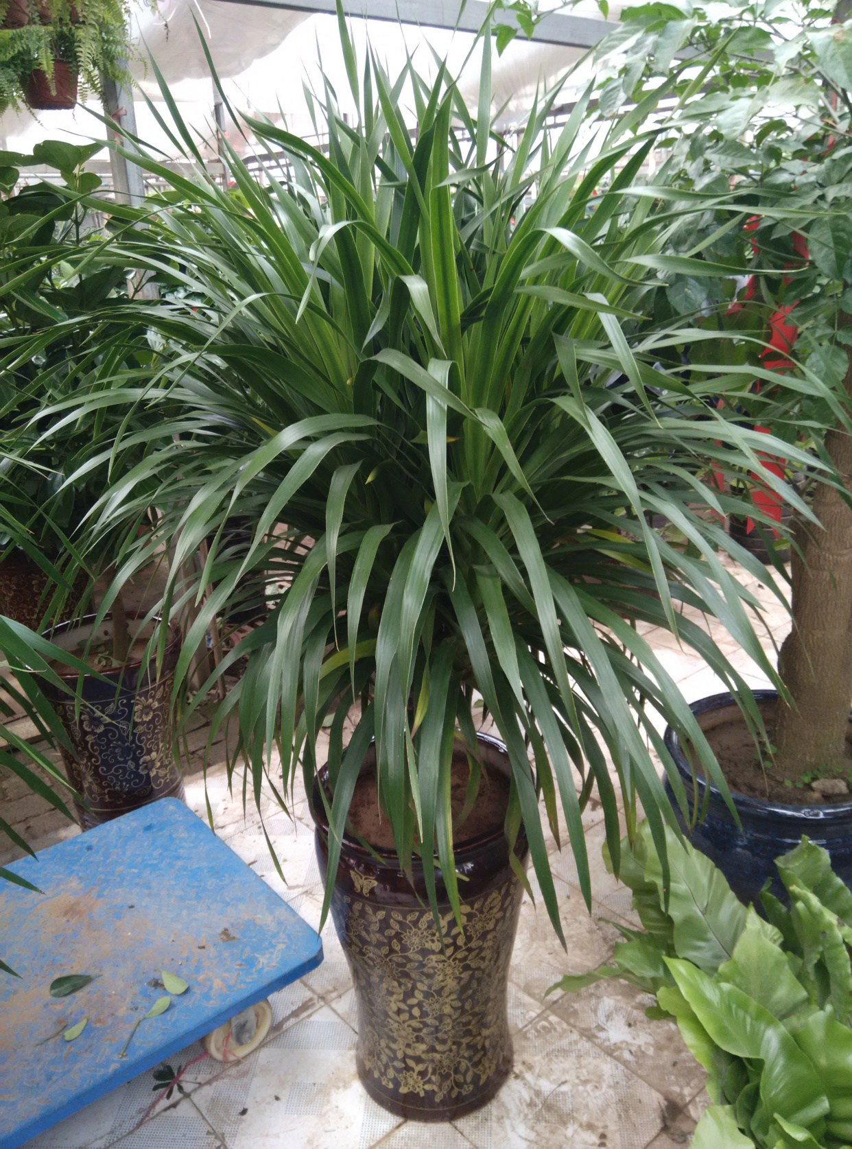 好养的盆栽花卉排名前十,盆栽花比较好养的有哪些