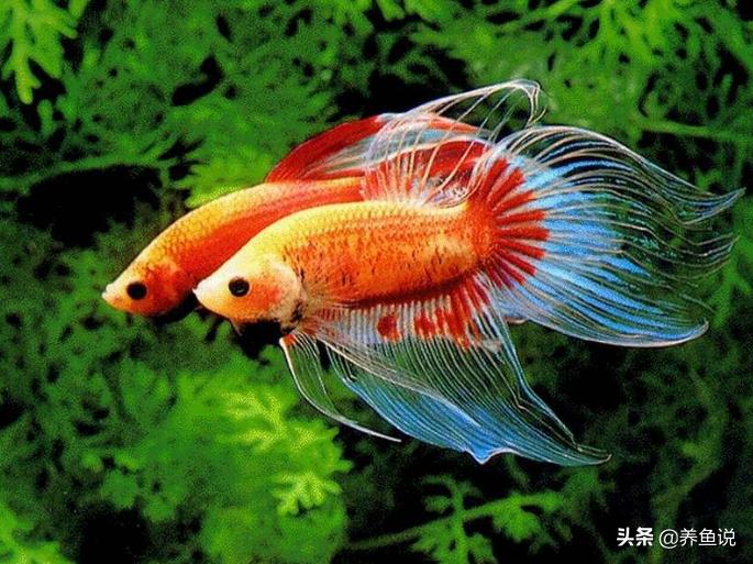 观赏鱼怎么分公母视频,观赏鱼可以怎么分别公母