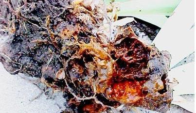 飞燕草黑斑怎么办,飞燕草叶片发黄焦边