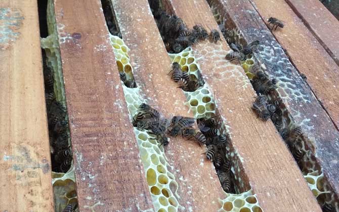 蜂螨对人有害吗？蜂螨药的种类及用法大全