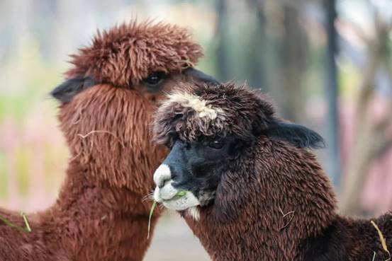 驼羊和羊驼我们不一样,驼羊和羊驼的区别视频