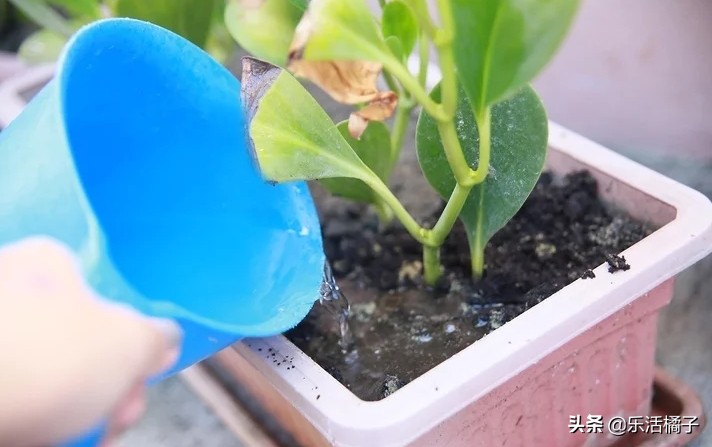 植物浇水浇的次数太多会怎样,植物浇水太多怎么补救