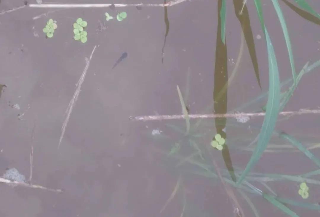 鱼苗白尾什么原因,鱼苗白嘴病的治疗