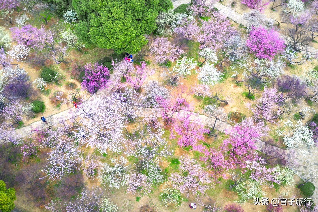 无锡梅园万紫千红约你来，三月梅花盛开，读懂坚韧不拔品质值千金