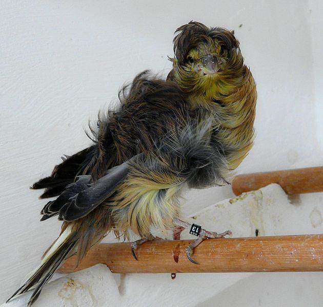 加拿大出现怪异的东西,加拿大无头怪