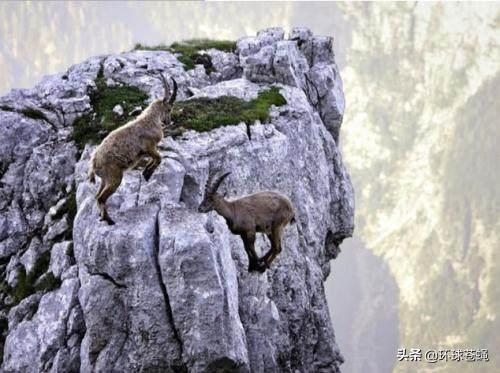 岩羊攀岩过程,42只岩羊攀爬