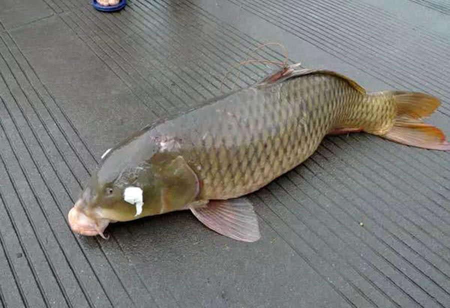 大量储存活鱼的四种方法,活鱼死了直接放入冰箱可以保鲜吗