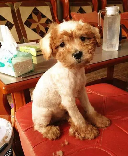 想养泰迪有什么好的推荐吗,养泰迪的必看