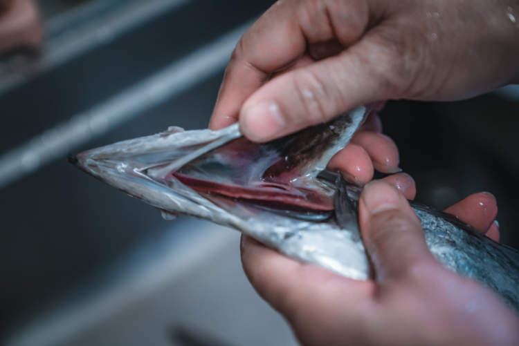 挑选带鱼的时候最好选择黄眼带鱼,选带鱼要选黄眼睛还是小眼睛