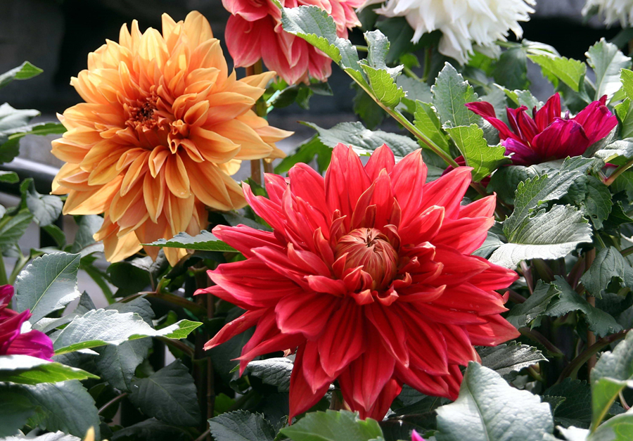 最好看最好养的大丽花,大丽花鲜花养护方法