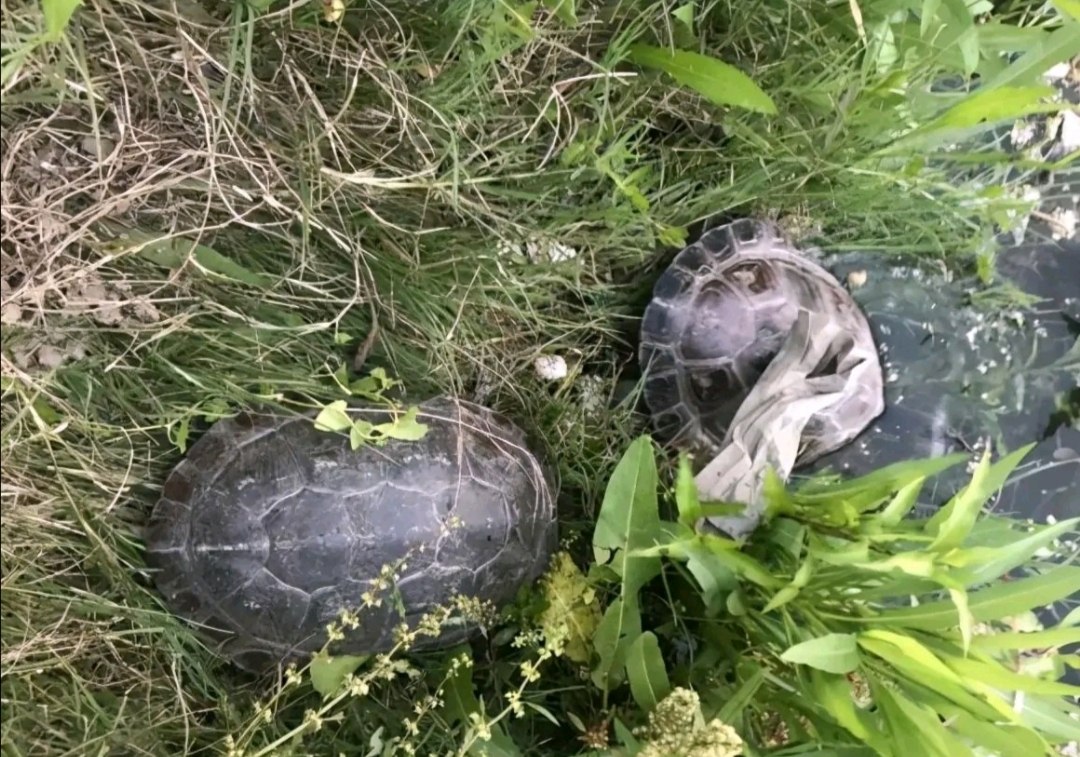 龟灾？广东整条河道里全是乌龟，拥挤在岸边岸边晒太阳
