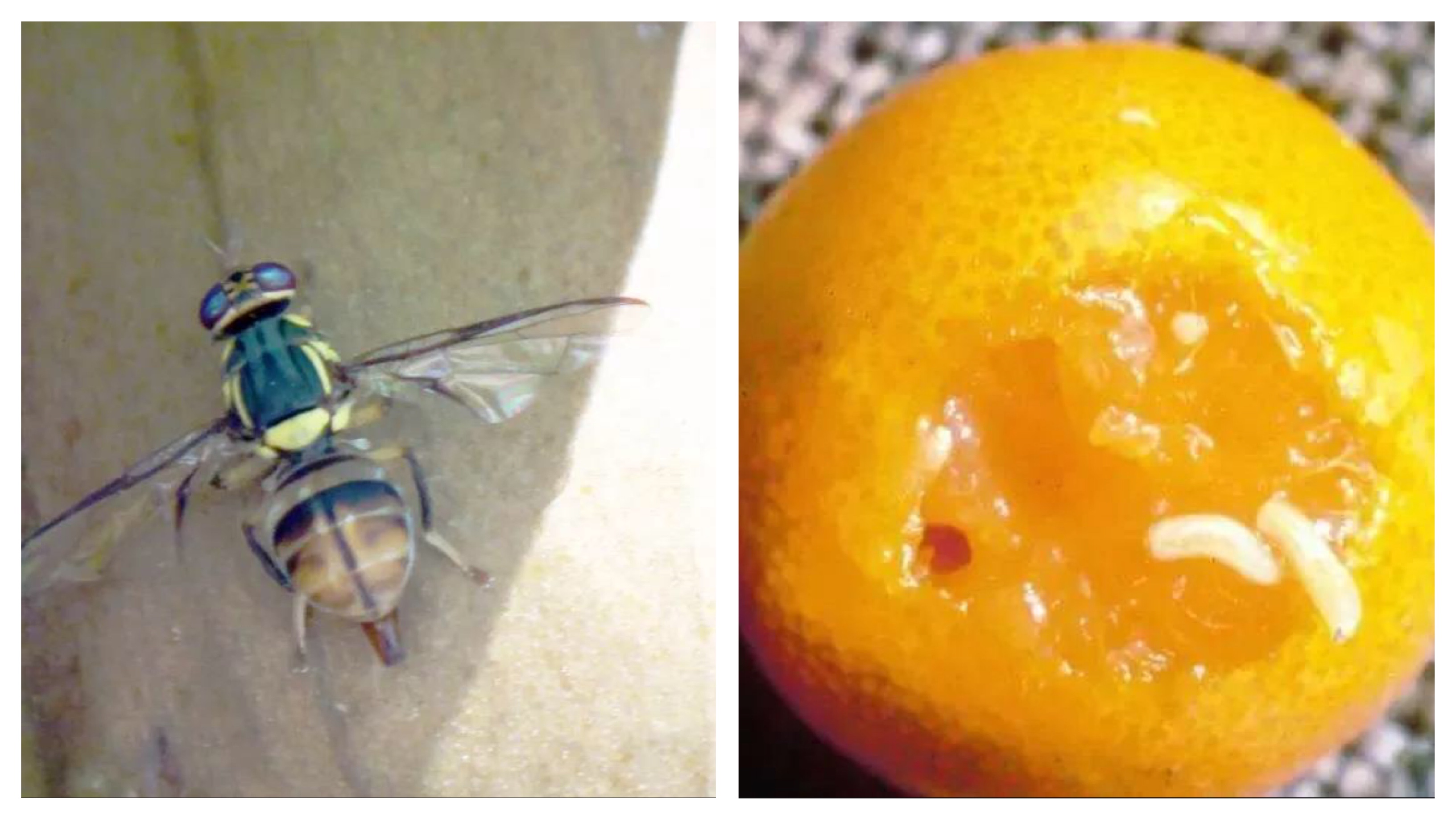 柑橘病虫害绿色防控,柑橘重点病虫害防治方案