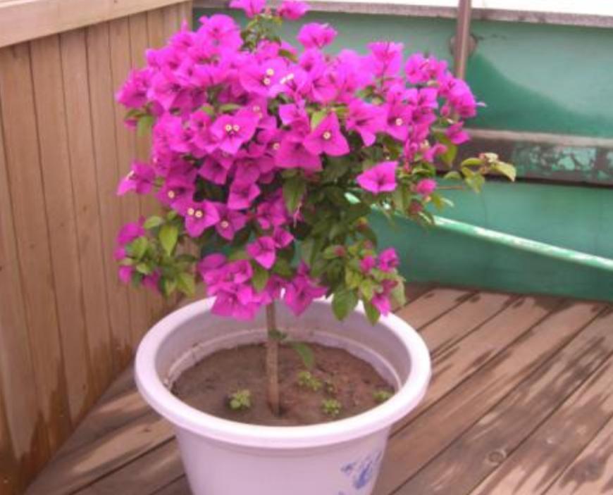 三角梅防止落花落叶,三角梅过冬如何保护