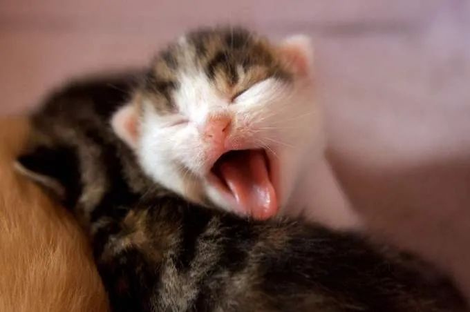 防止小猫脱水的方法,哺乳期宝妈拉脱水咋办