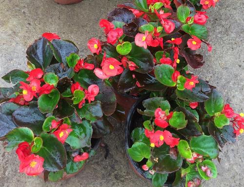 海棠怎么让它长侧芽,如何修剪海棠让花露出来