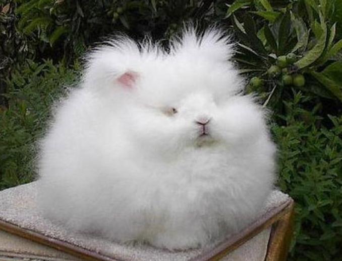 兔子究竟能有多可爱,兔子到底是怎么发展起来的