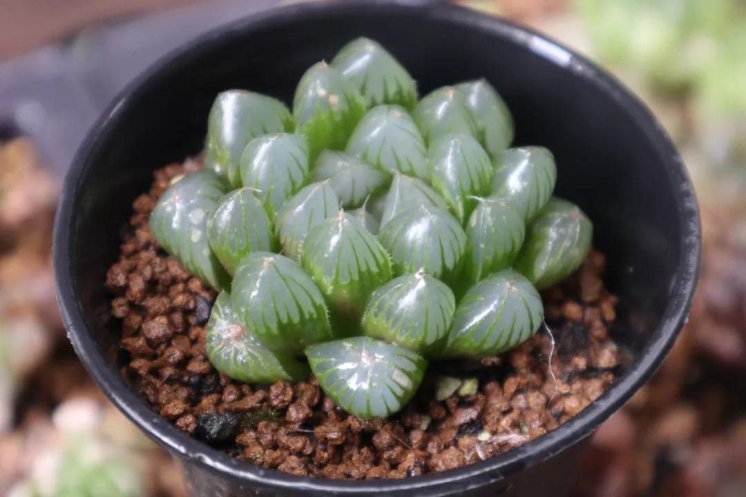 适合南方比较好养的12款多肉,养一年就开花的多肉品种