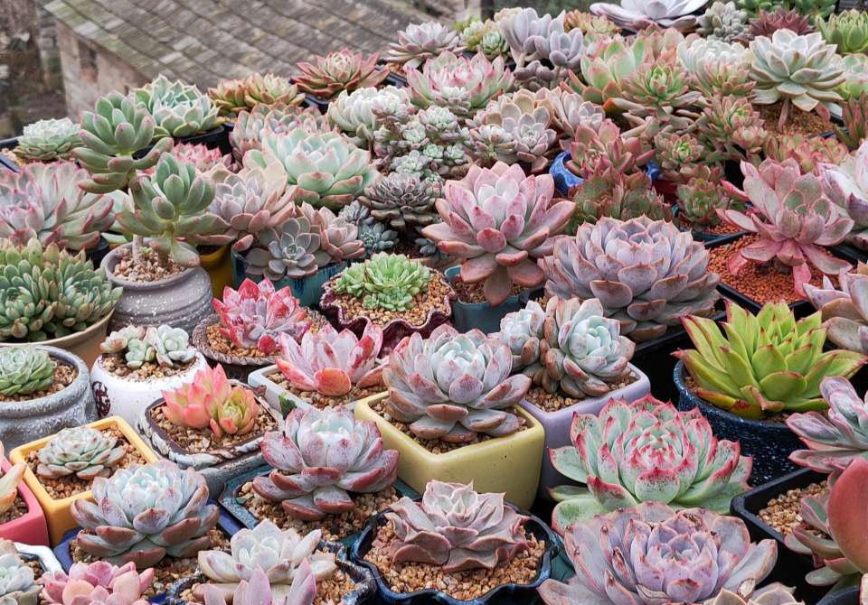 人养花一时养人一生,人养花同时花也养人