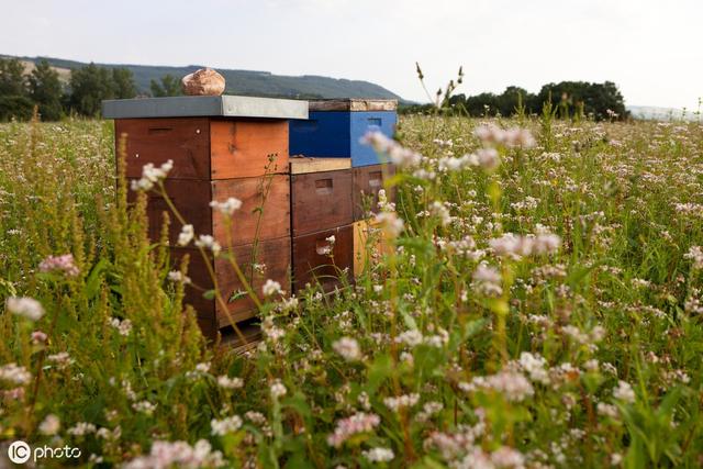 如何养蜜蜂的最佳方法,如何养蜜蜂教程视频