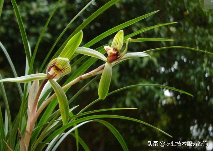 兰花识别,兰花识别看叶方法