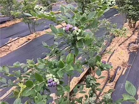 战疫助农滞销品突然销售火爆,战疫助农数据