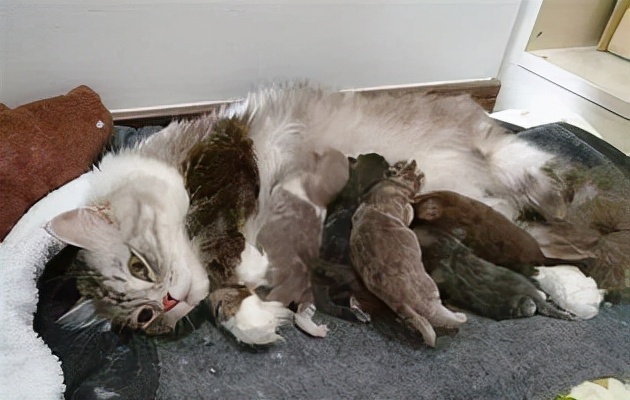 寄生虫感染猫咪,猫咪寄生虫感染了会怎样