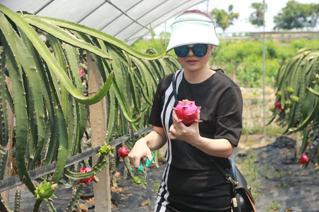 吴培先:重庆水果种植“一姐”的变与不变