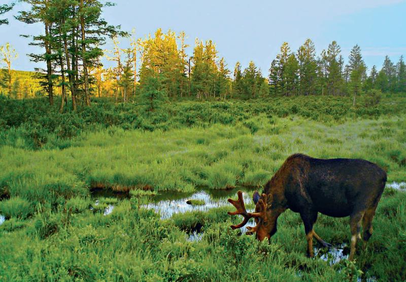 林草科普|驼鹿:典型泰加林居民