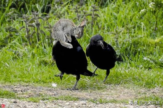 同样是鸟,为啥乌鸦能这么流氓?