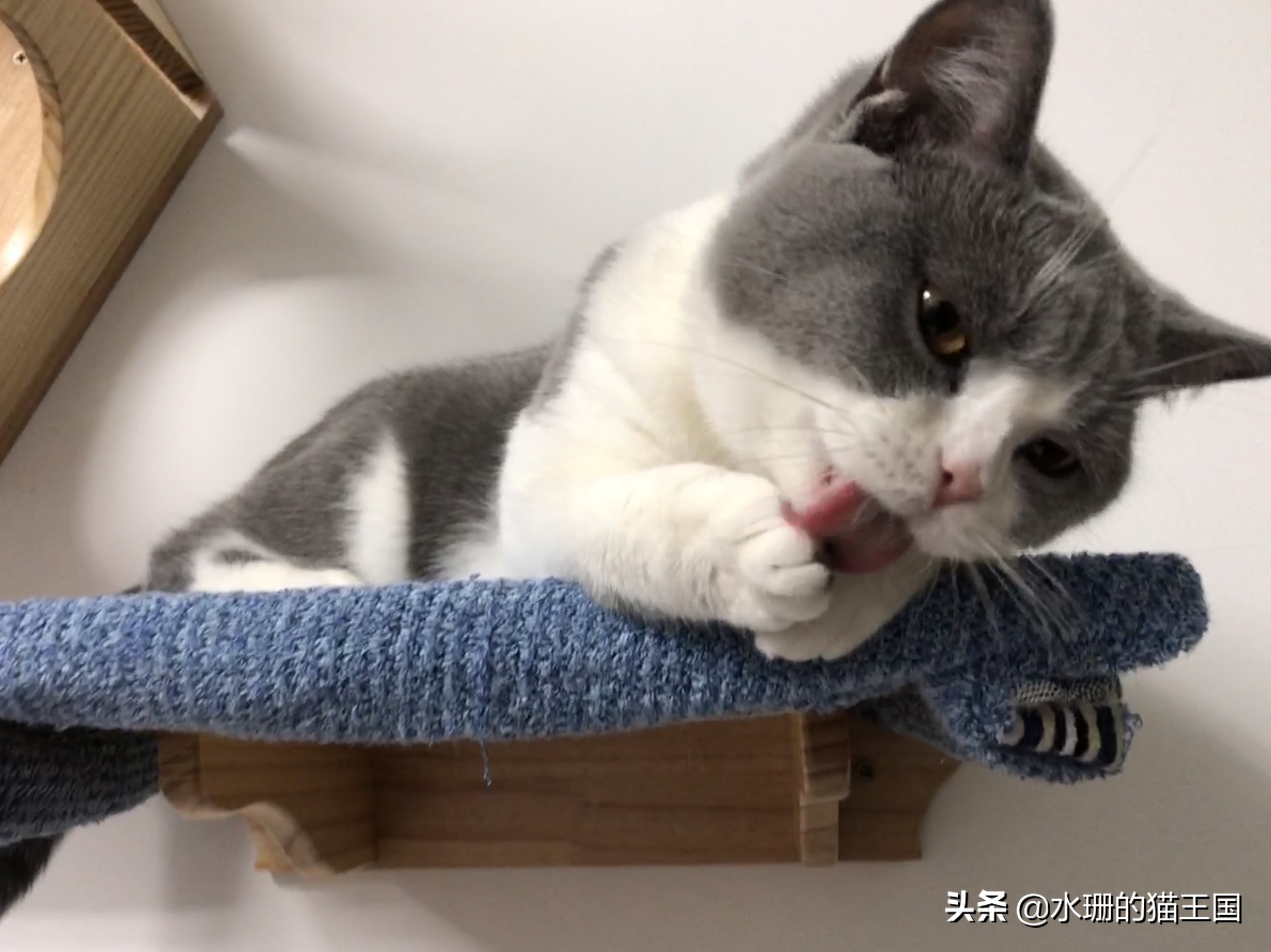 猫咪吃药口吐白沫，还难吃的哭了，到底怎么给猫喂药？正解在此