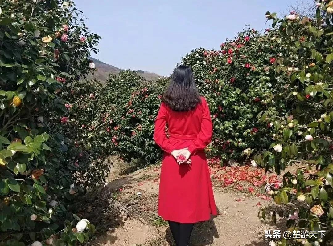 茶花盛开的地方有哪些,湖北有茶花吗