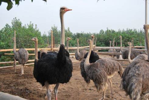 新手创业好项目，特别适合回乡创业者，有你感兴趣的项目吗？