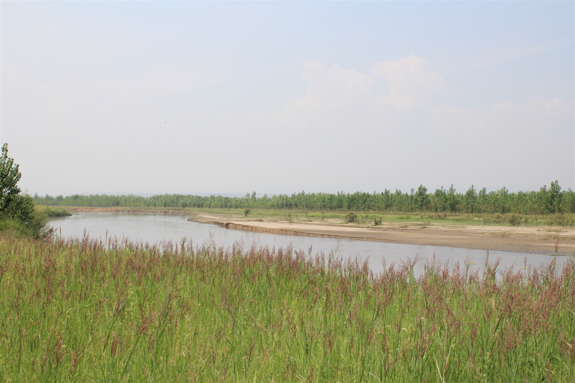 中药石龙芮是什么意思,中药石龙芮的功效与别名