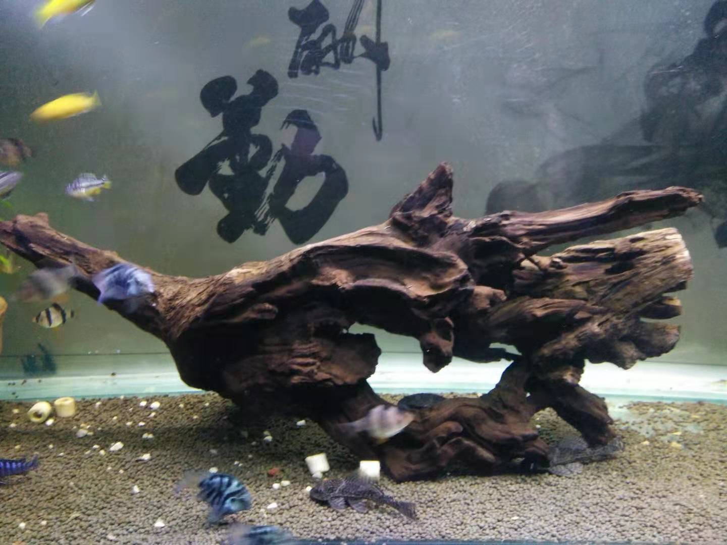 清道夫能清除鱼缸的青苔吗,鱼缸里种水草怎么清理污垢