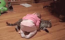 怀孕期间能够养宠物猫狗吗,怀孕养猫狗对宝宝有影响吗