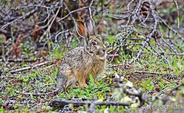 大豆田防治野兔方法,野兔吃大豆苗怎样防治