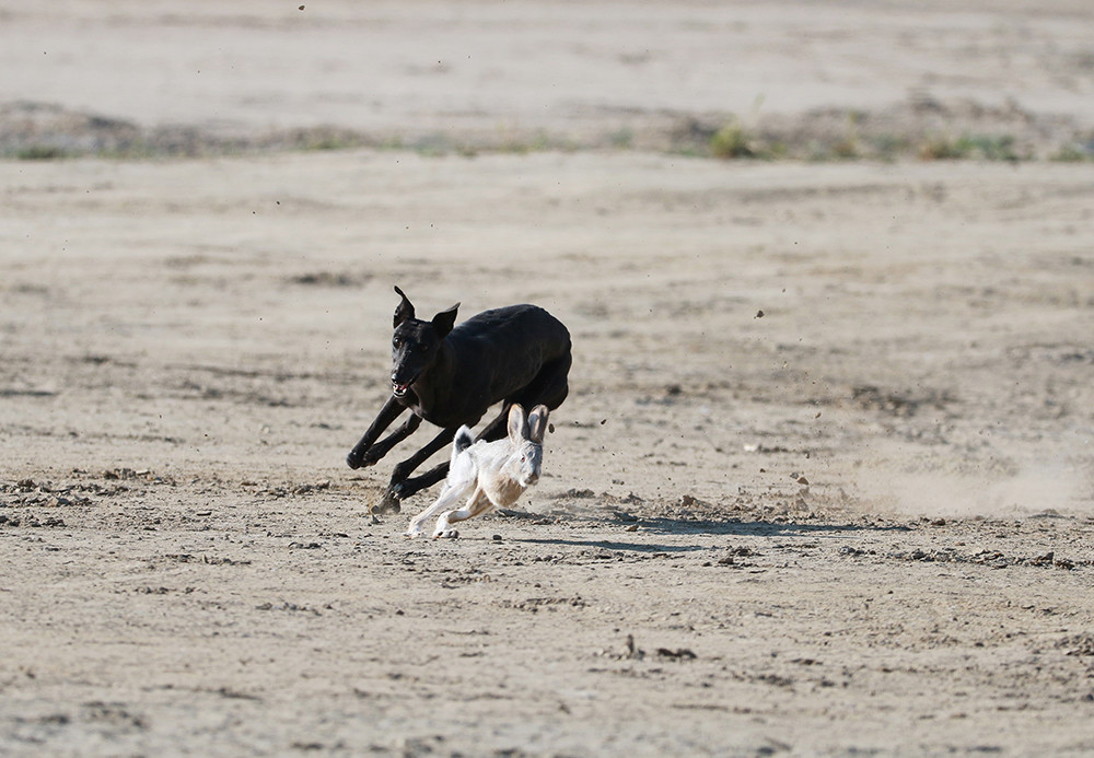 格力犬猎犬打猎视频,格力犬古老