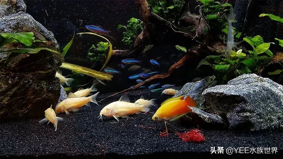 培菌净水最好的装置,高效培菌快速净水