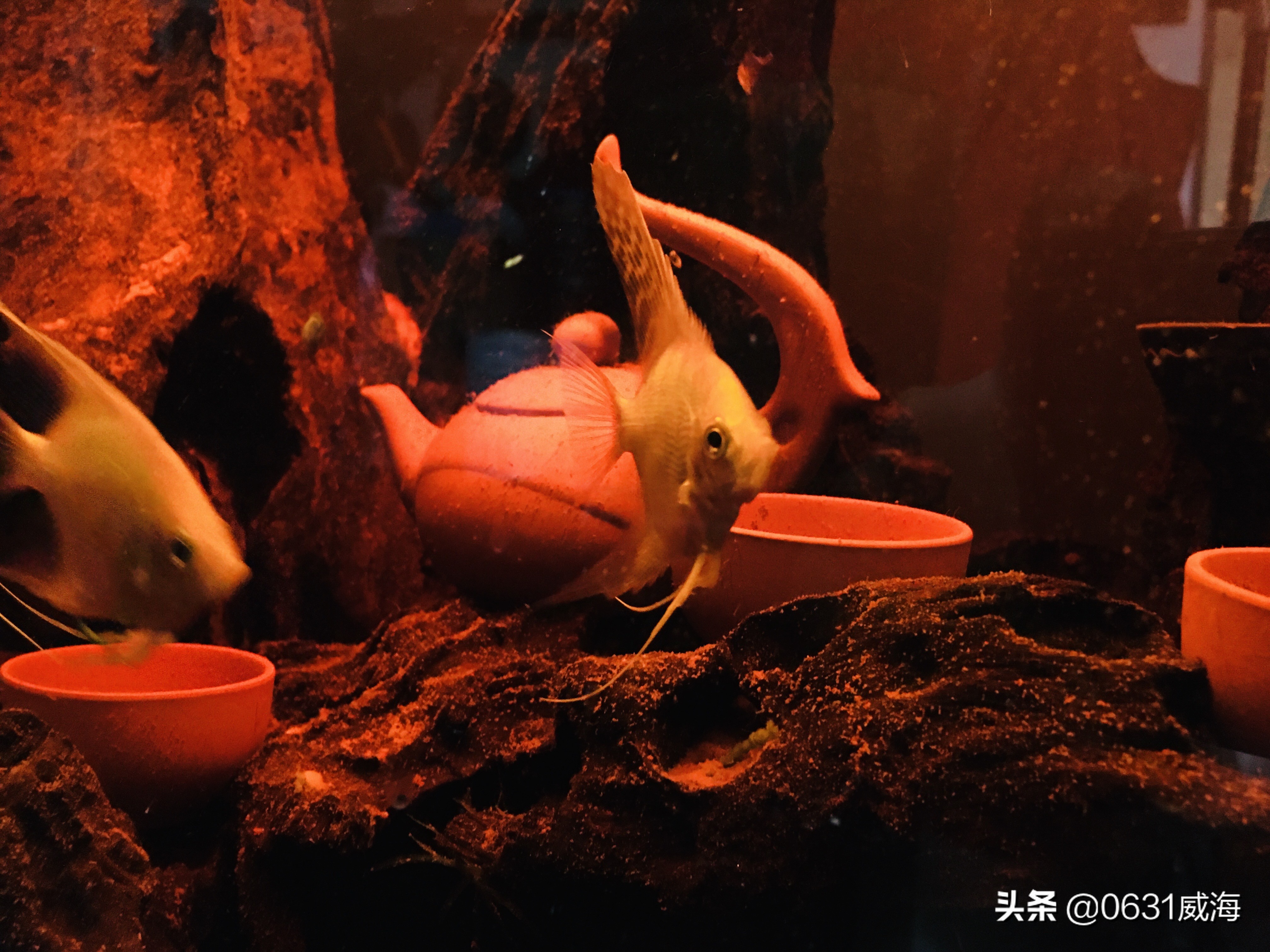 养鱼怎么预防肠炎,七彩燕鱼得了肠炎不吃食怎么办