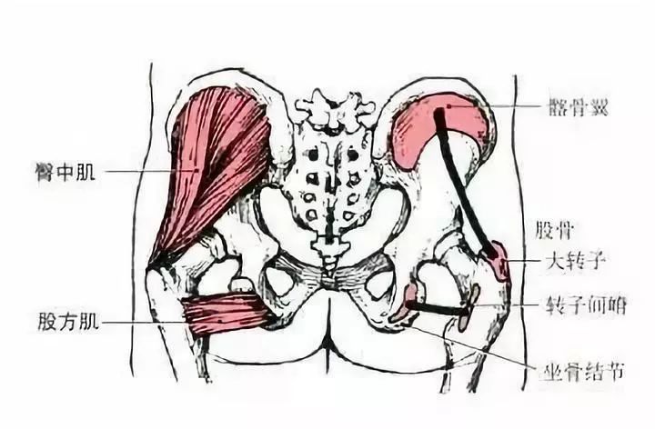 臀部不饱满，走路屁股摇来摇去？这块肌肉你一定要加强