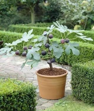 无花果盆栽好吃,盆栽无花果树好养吗