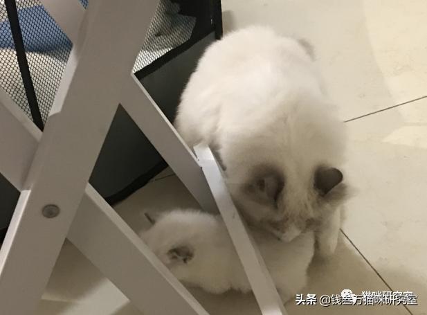 给大家介绍宠物托运的全过程,找托运宠物公司托运宠物注意什么